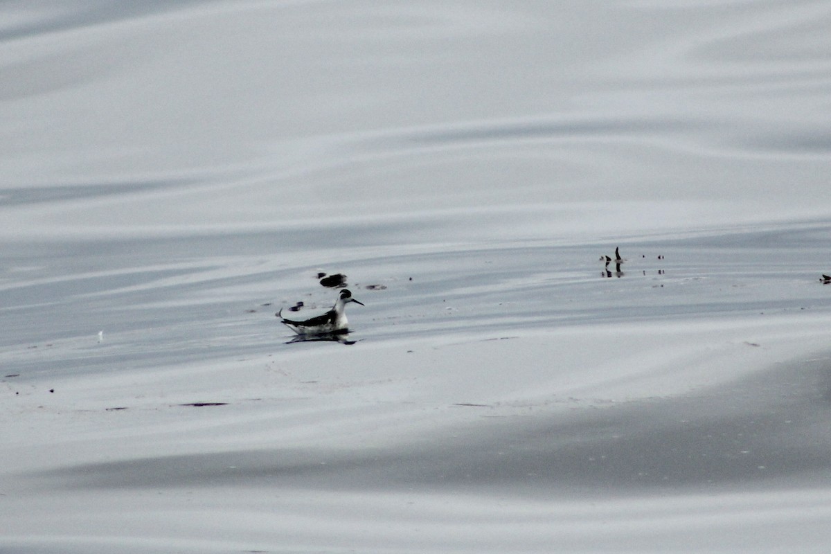 Red-necked Phalarope - ML642081014