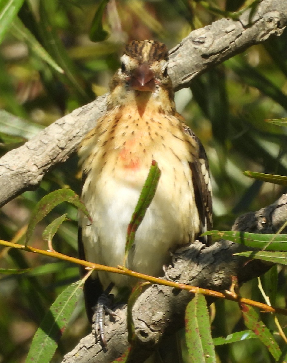 Picogrueso Pechirrosado - ML642081015