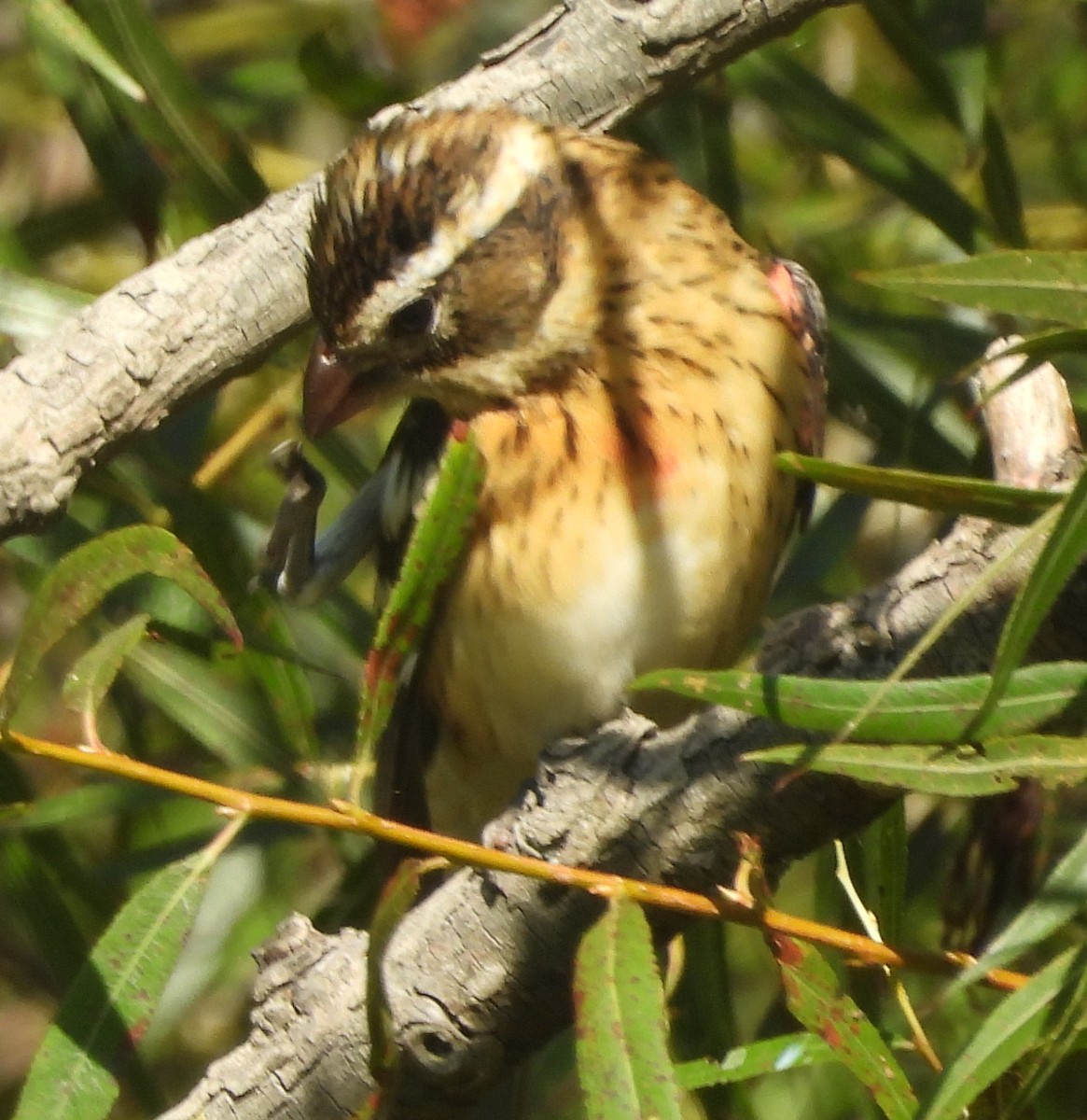 Picogrueso Pechirrosado - ML642081016
