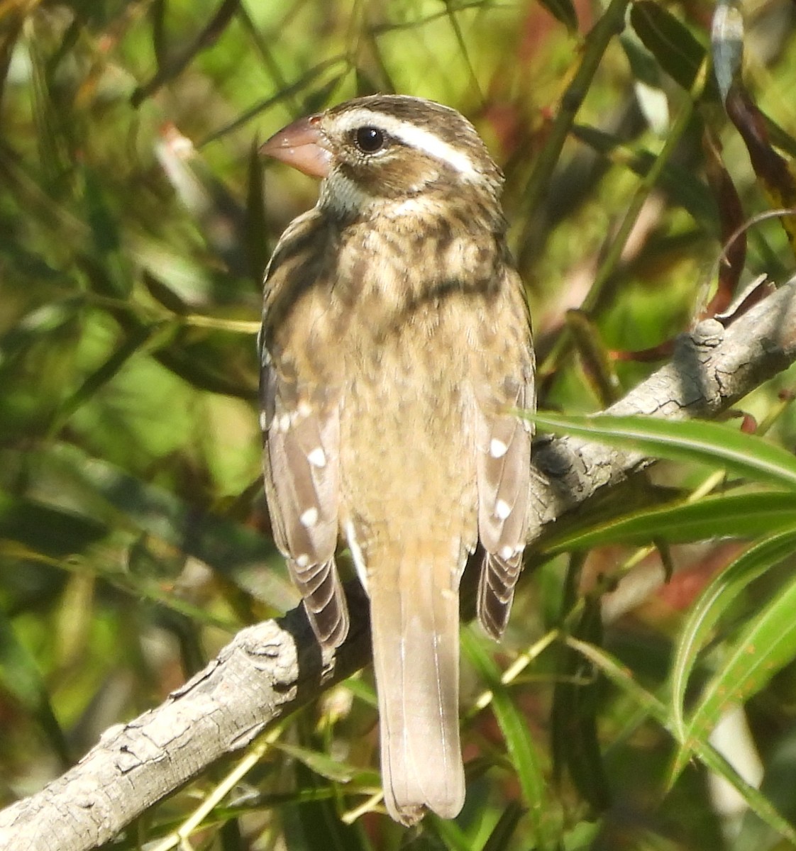 Picogrueso Pechirrosado - ML642081017