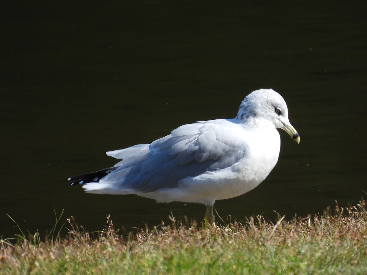 Ring-billed Gull - ML642081033