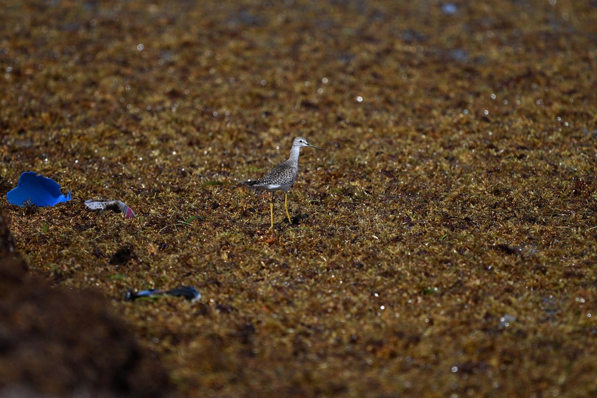 Lesser Yellowlegs - ML642081034