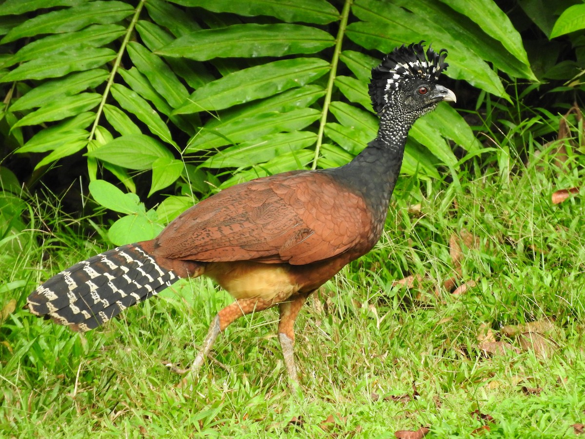 Great Curassow - ML642081045