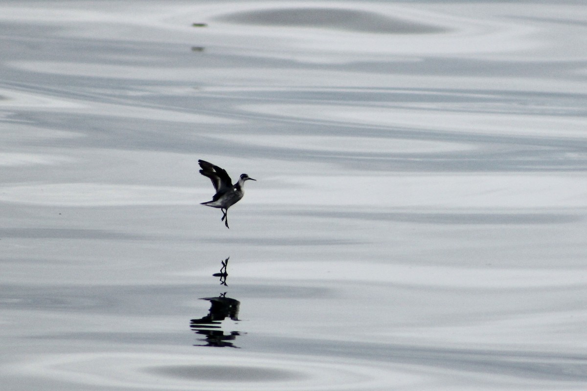 Red-necked Phalarope - ML642081049