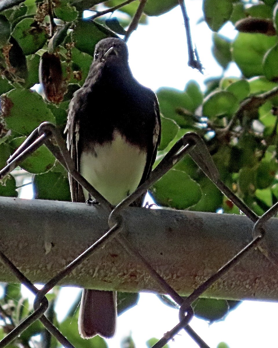 Black Phoebe - ML642081086