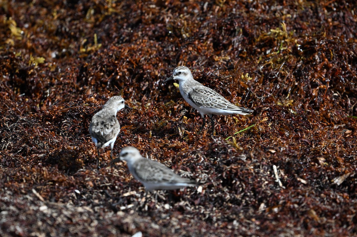 Semipalmated Sandpiper - ML642081124