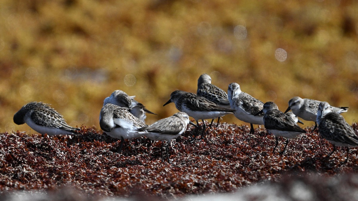 Semipalmated Sandpiper - ML642081125