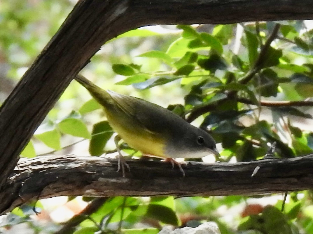Mourning Warbler - ML642081126