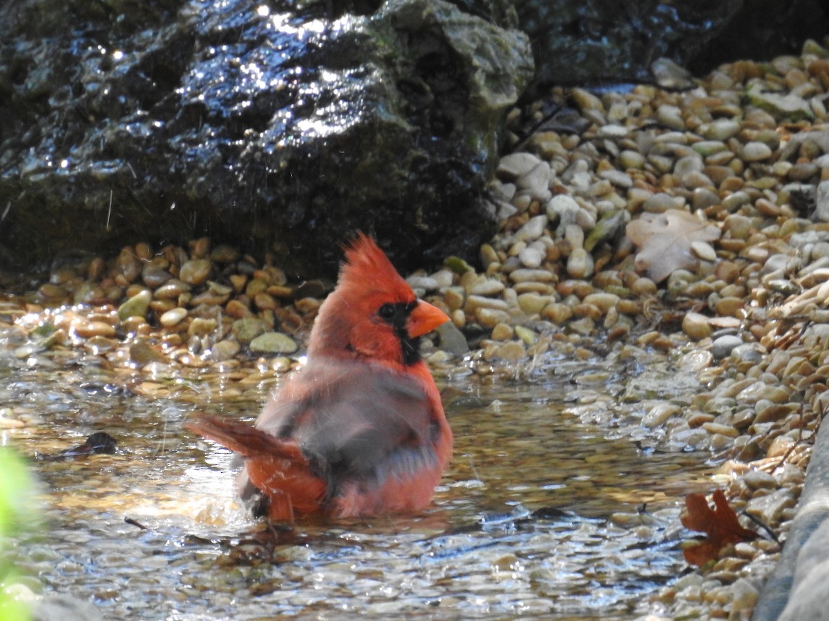 Northern Cardinal - ML642081145