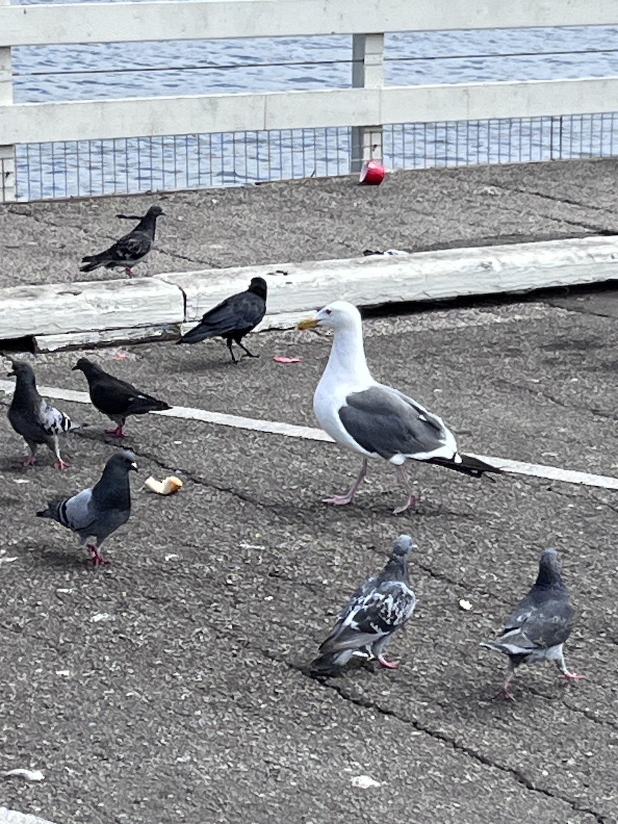 Western Gull - ML642081146