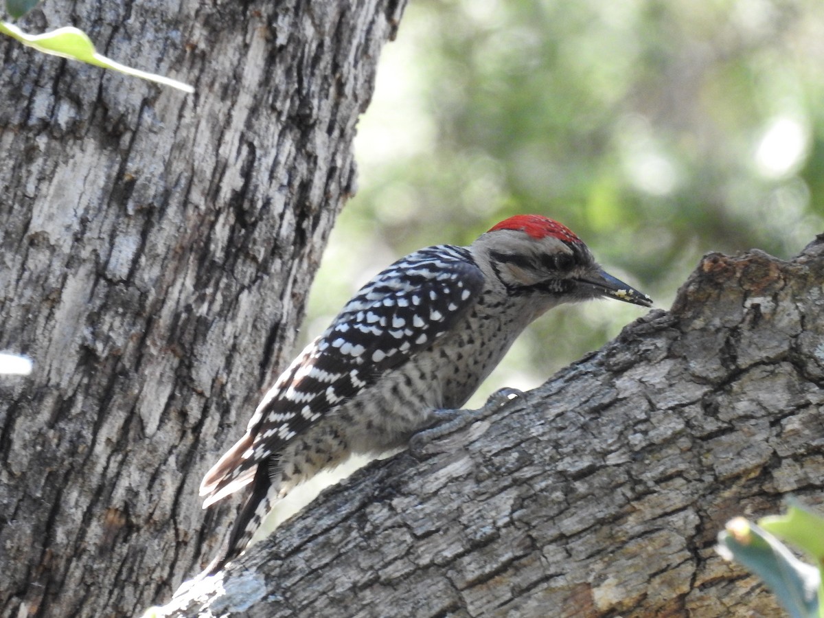 Ladder-backed Woodpecker - ML642081147