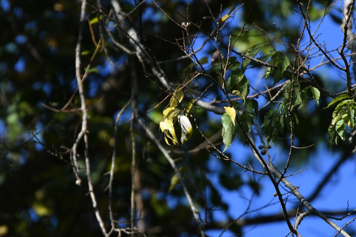 Northern Parula - ML642081148