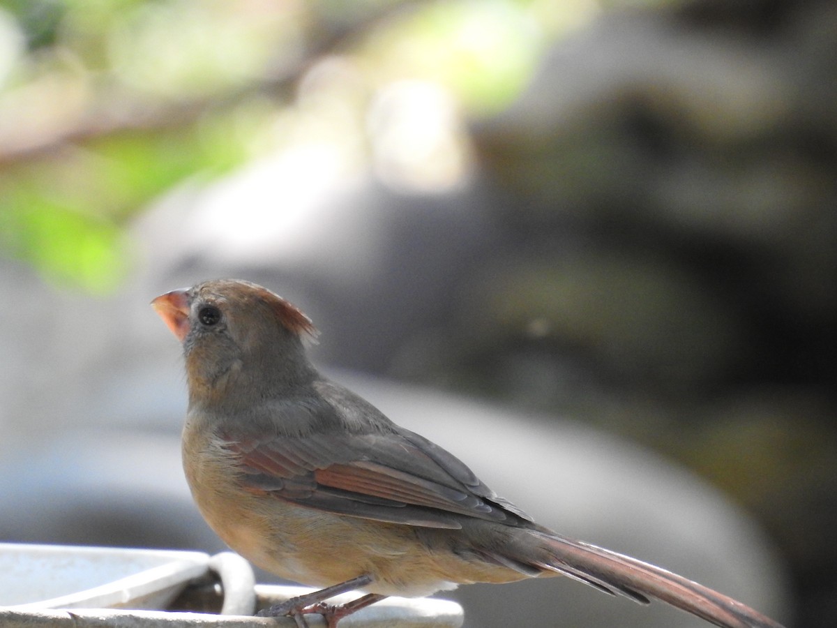 Northern Cardinal - ML642081151