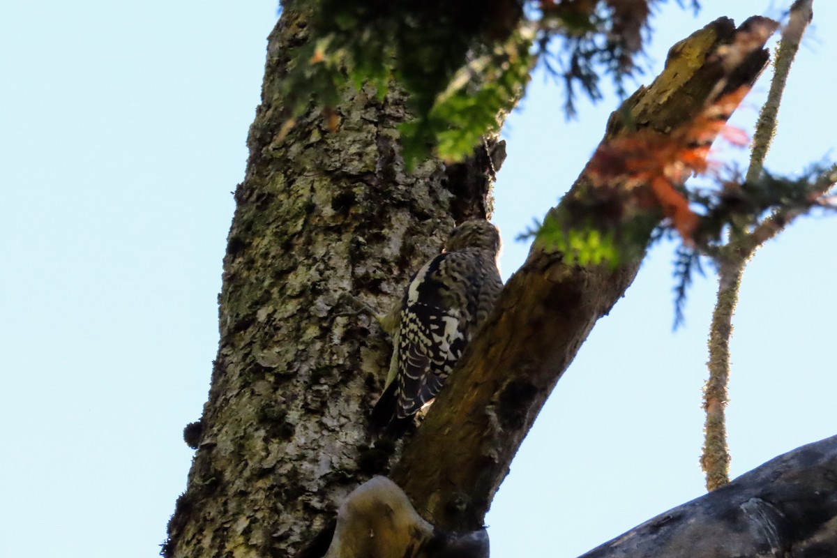 Yellow-bellied Sapsucker - ML642081155