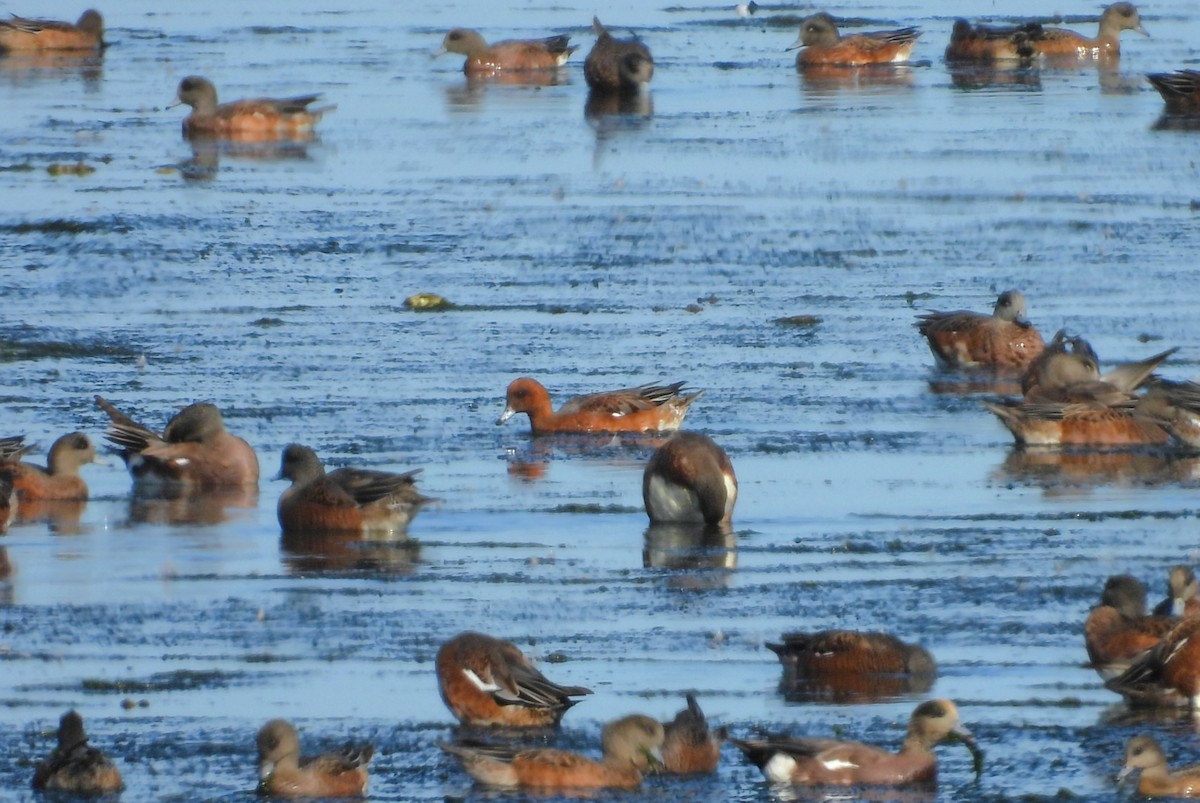 Ahate txistulari eurasiarra - ML642081158