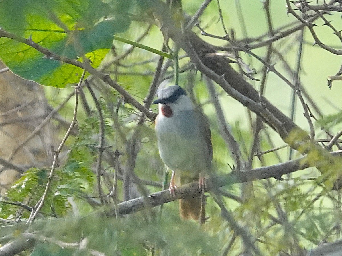Gray-capped Warbler - ML642081159