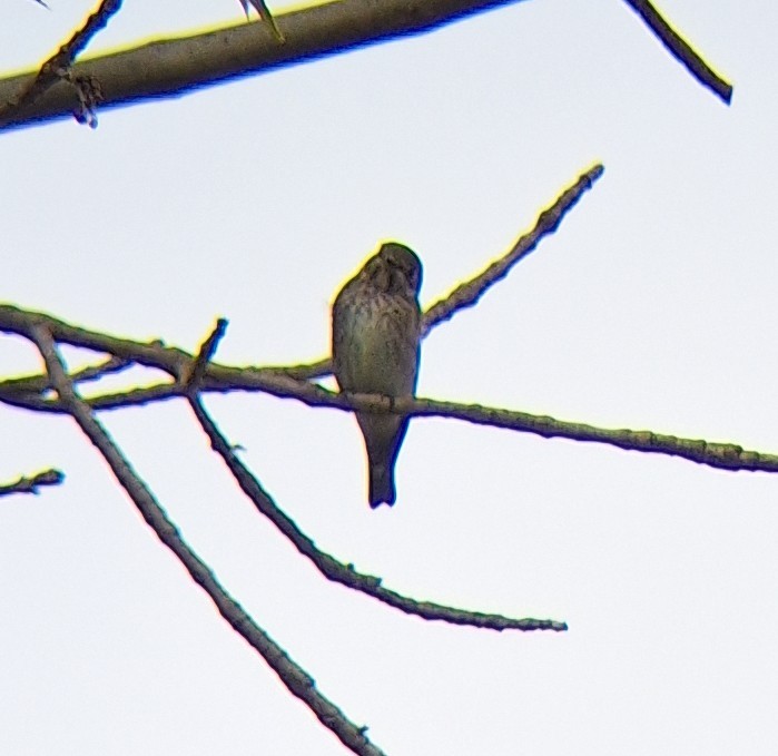 Euli-txori siberiarra - ML642081160