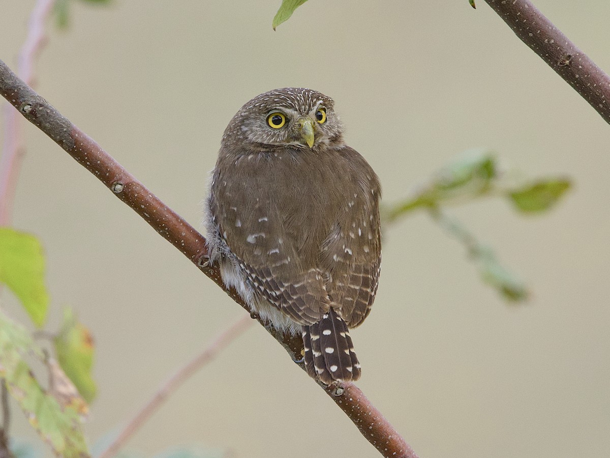 Ferruginous Pygmy-Owl - ML642081161