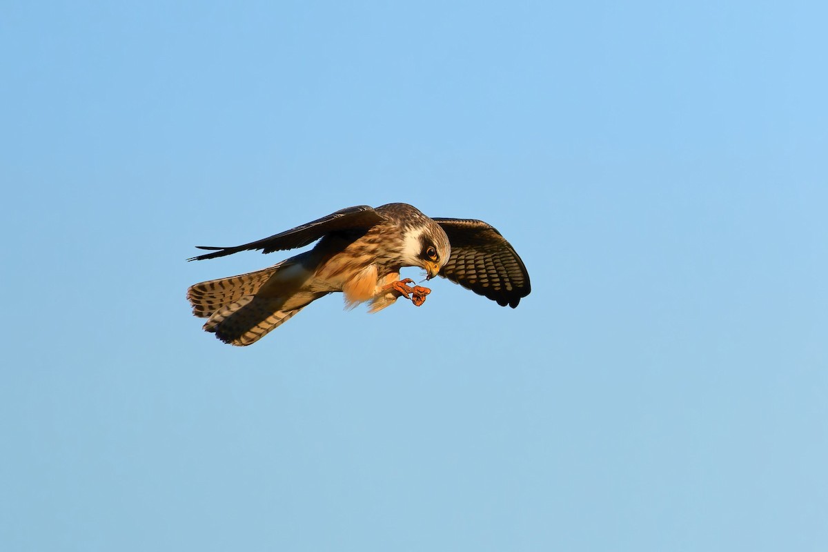 Red-footed Falcon - ML642081168