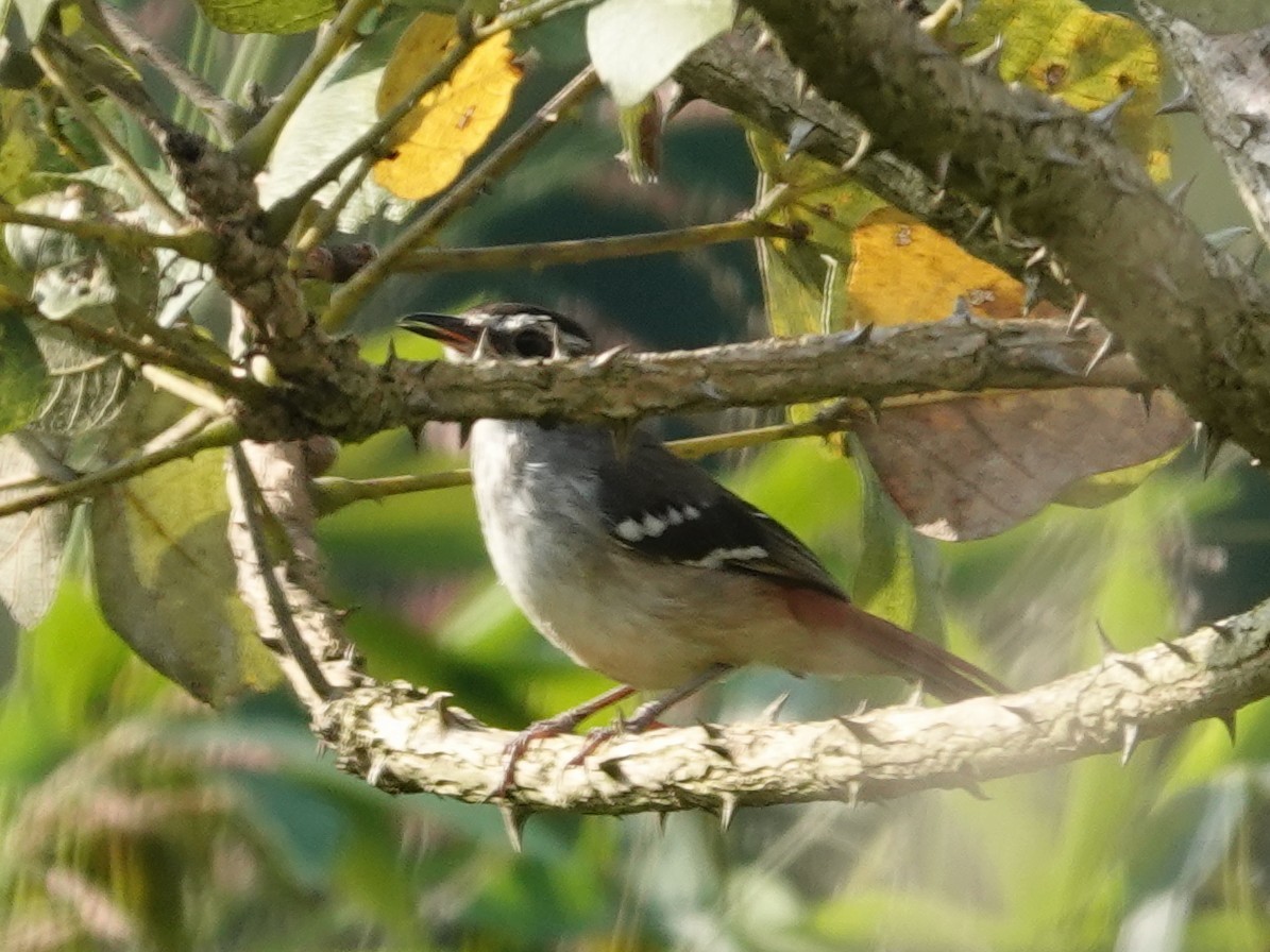 Brown-backed Scrub-Robin - ML642081169