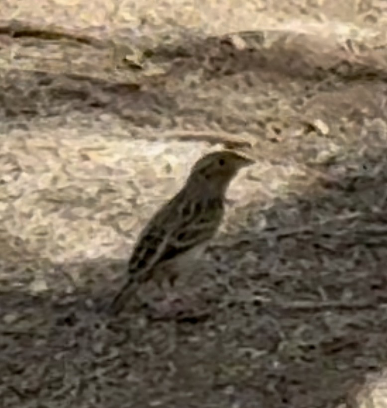 Grasshopper Sparrow - ML642081173