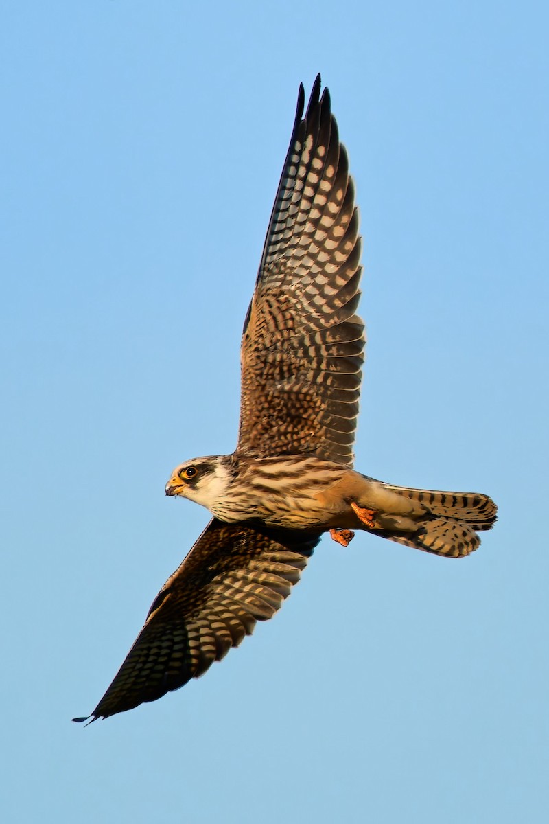 Red-footed Falcon - ML642081174