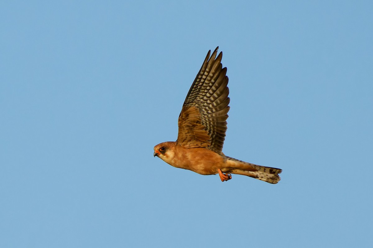 Red-footed Falcon - ML642081175
