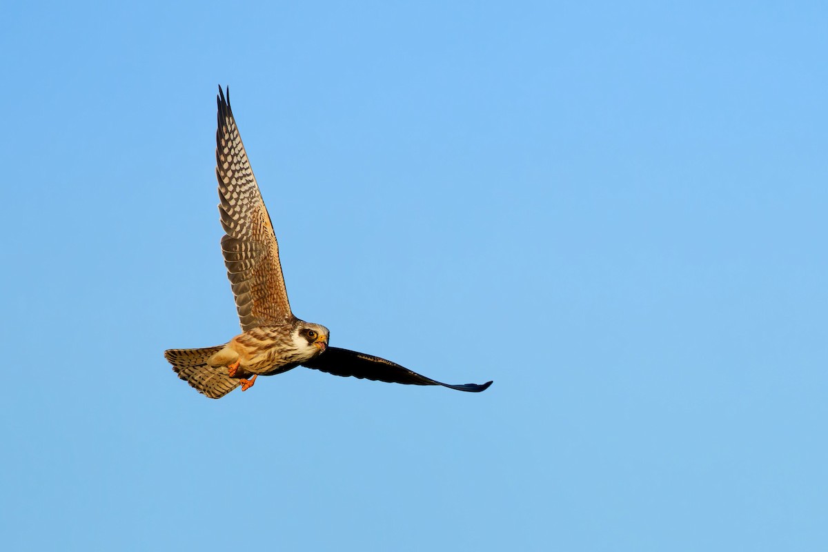 Red-footed Falcon - ML642081176