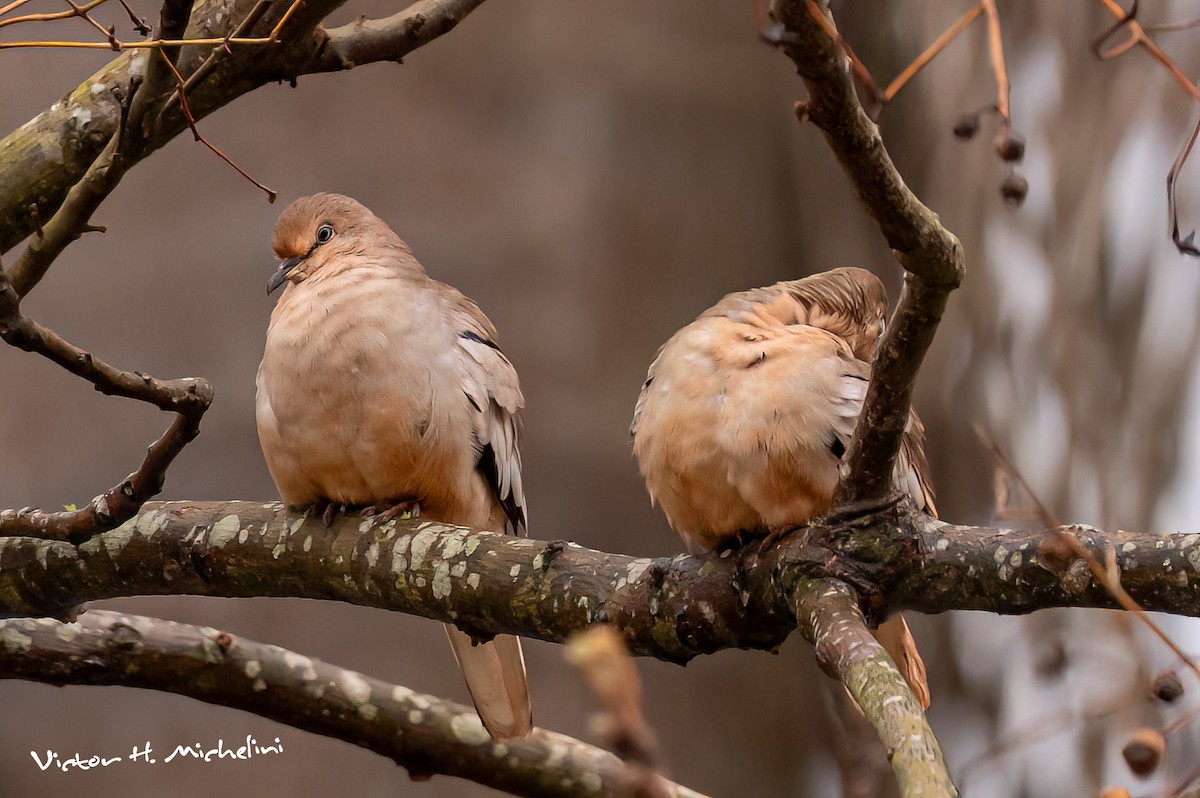 Picui Ground Dove - ML642081179