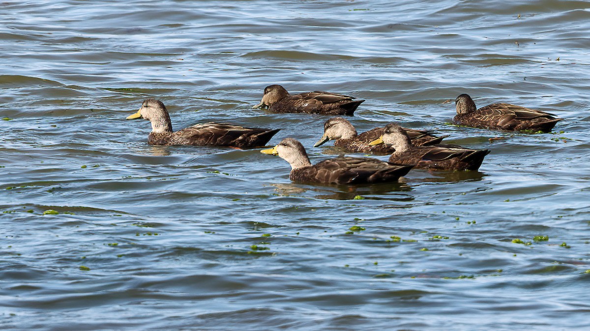 American Black Duck - ML642081198
