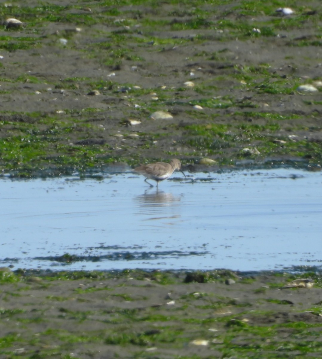Alpenstrandläufer - ML642081204
