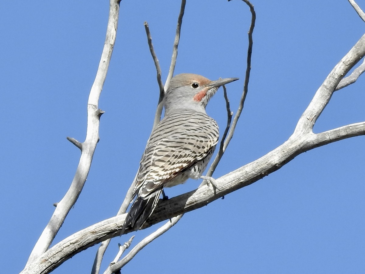 Carpintero Escapulario (grupo cafer) - ML642081222