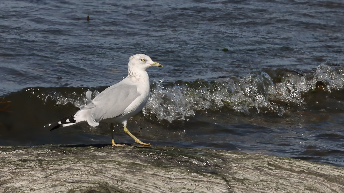 Gaviota de Delaware - ML642081246