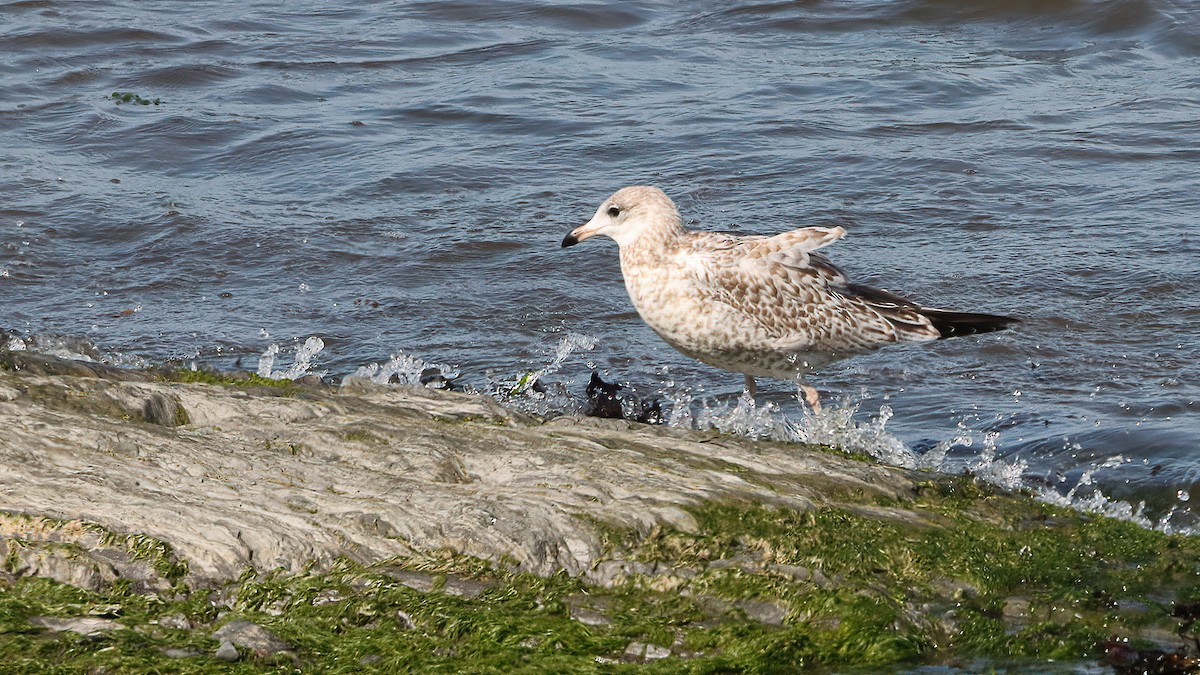 Gaviota de Delaware - ML642081247