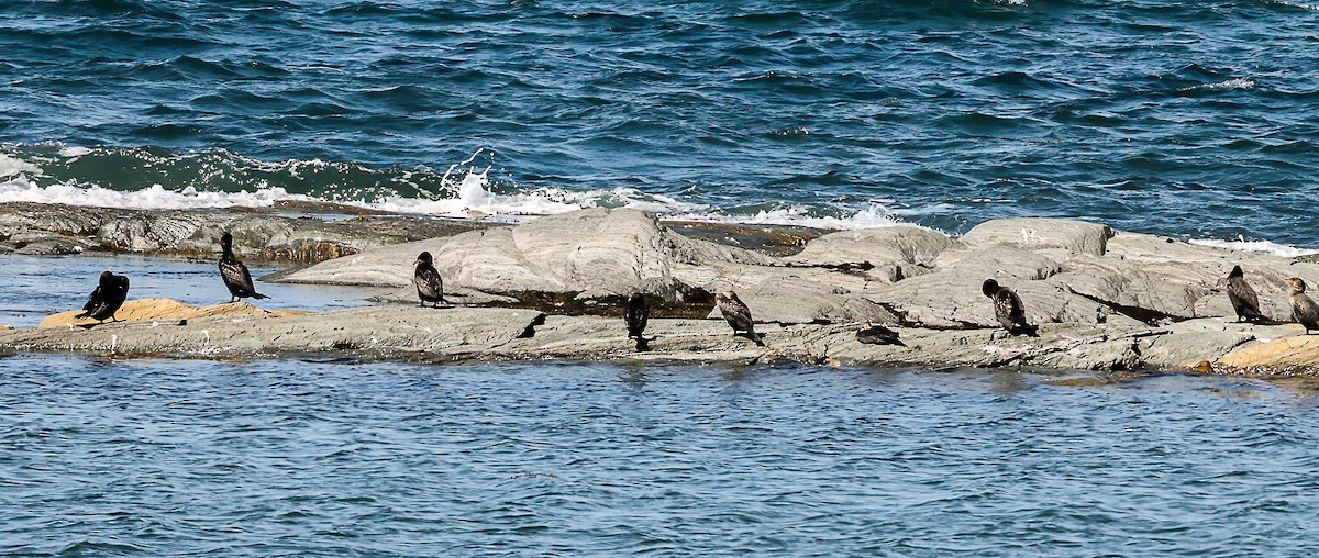 Double-crested Cormorant - ML642081255