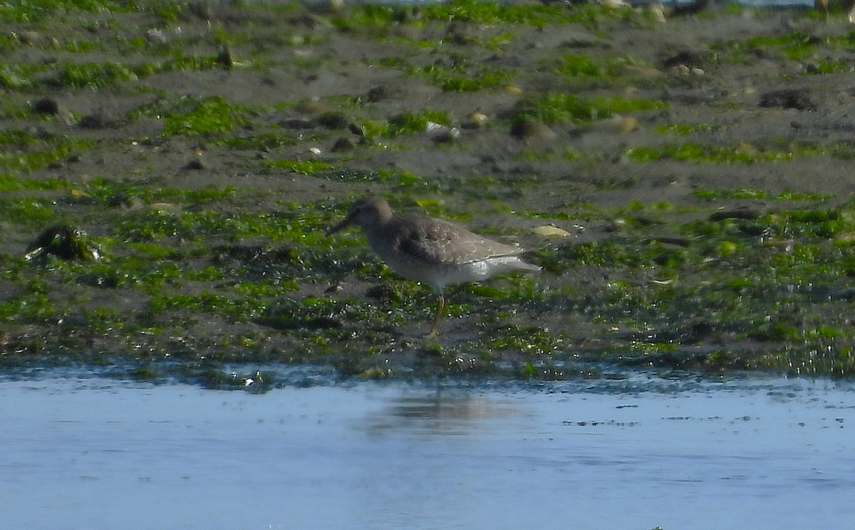 Red Knot - ML642081258
