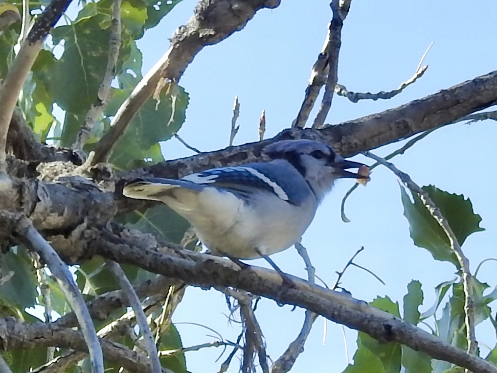 Blue Jay - ML642081262