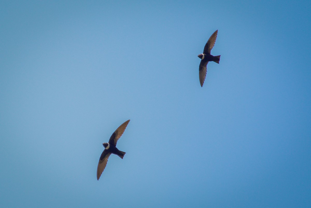White-collared Swift - ML642081290