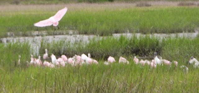 Roseate Spoonbill - ML642081301