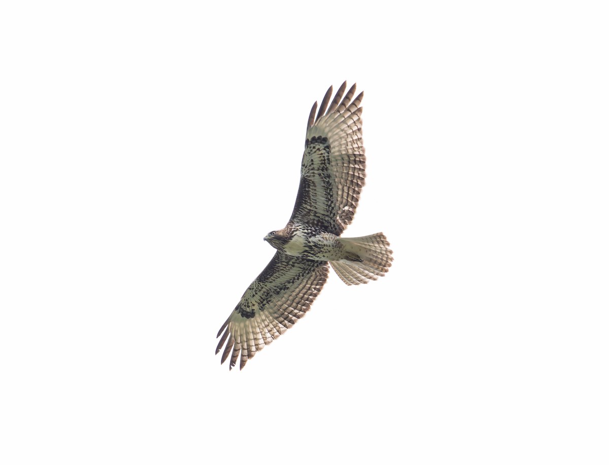 Red-tailed Hawk - ML642081312