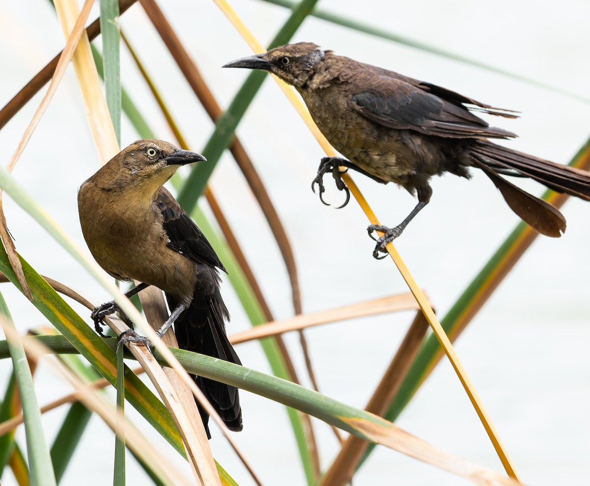 Great-tailed Grackle - ML642081324