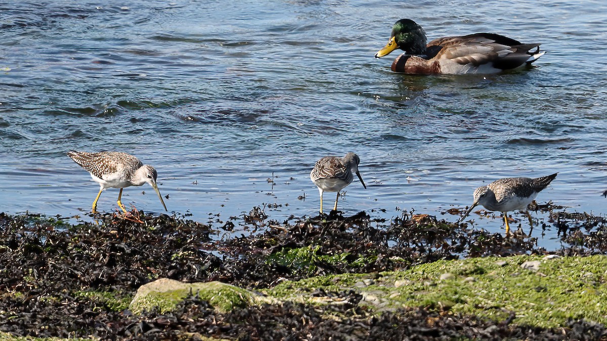 Greater Yellowlegs - ML642081325