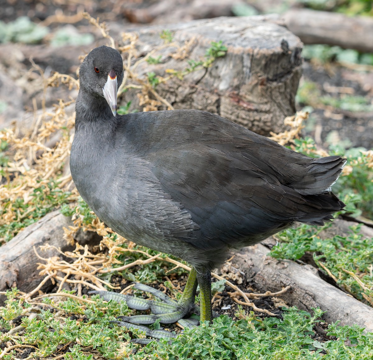 American Coot - ML642081339