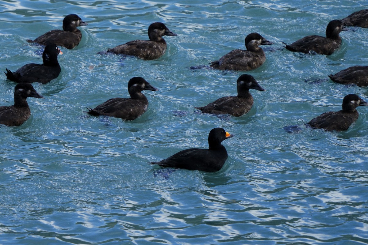 Black Scoter - ML642081344
