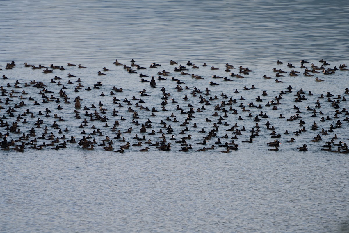 Surf Scoter - ML642081345