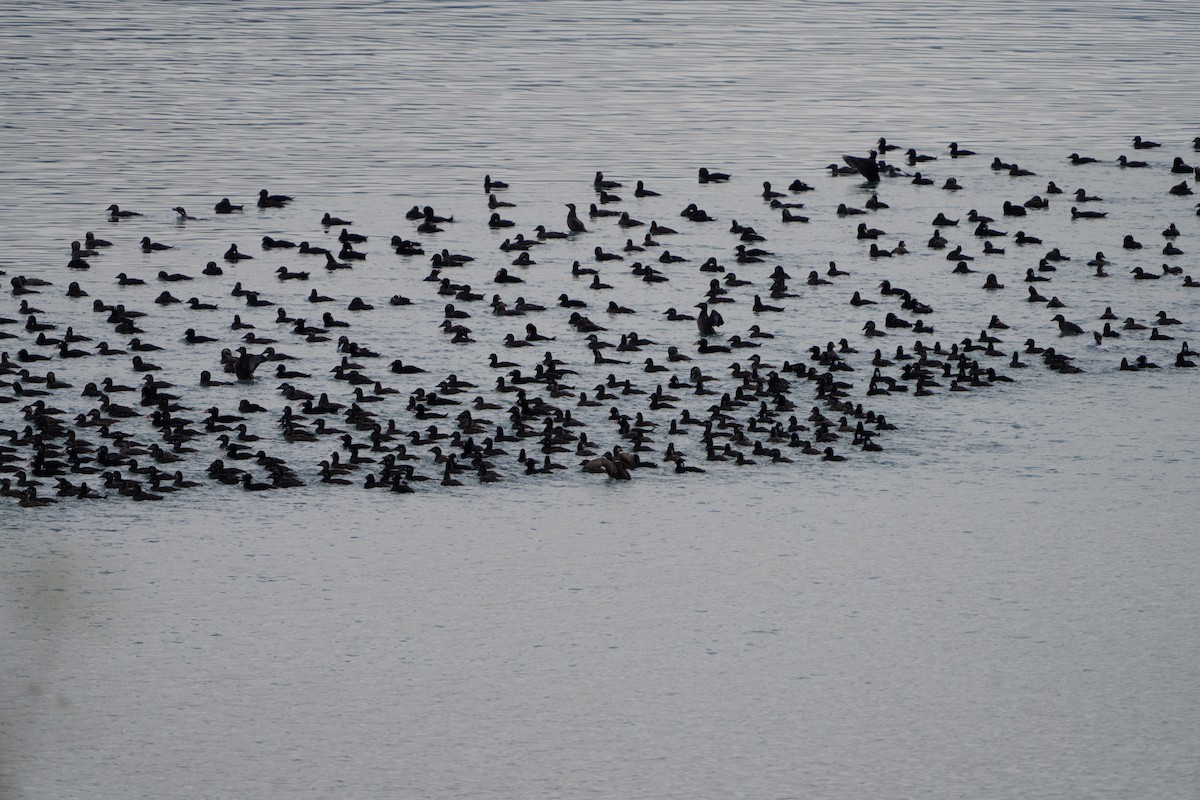 Surf Scoter - ML642081346