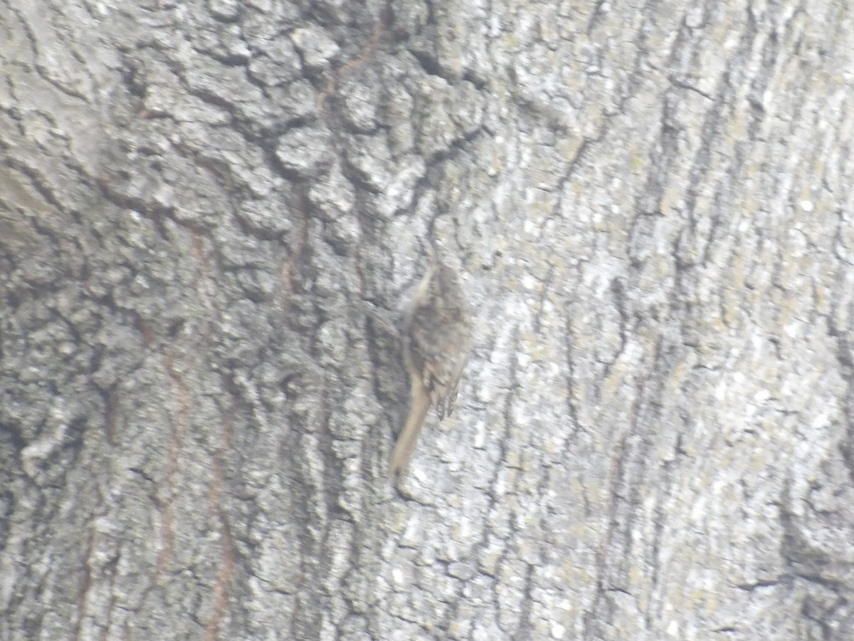 Brown Creeper - ML642081347