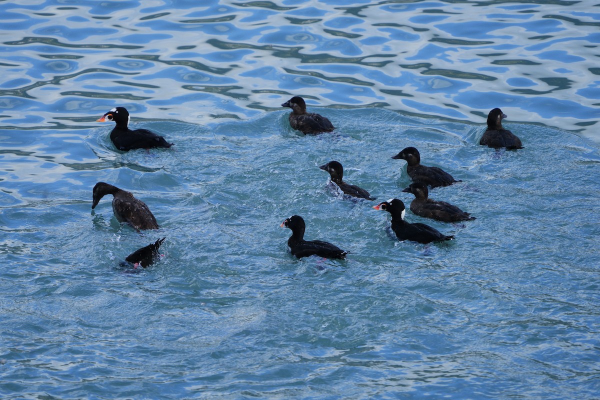 Surf Scoter - ML642081348