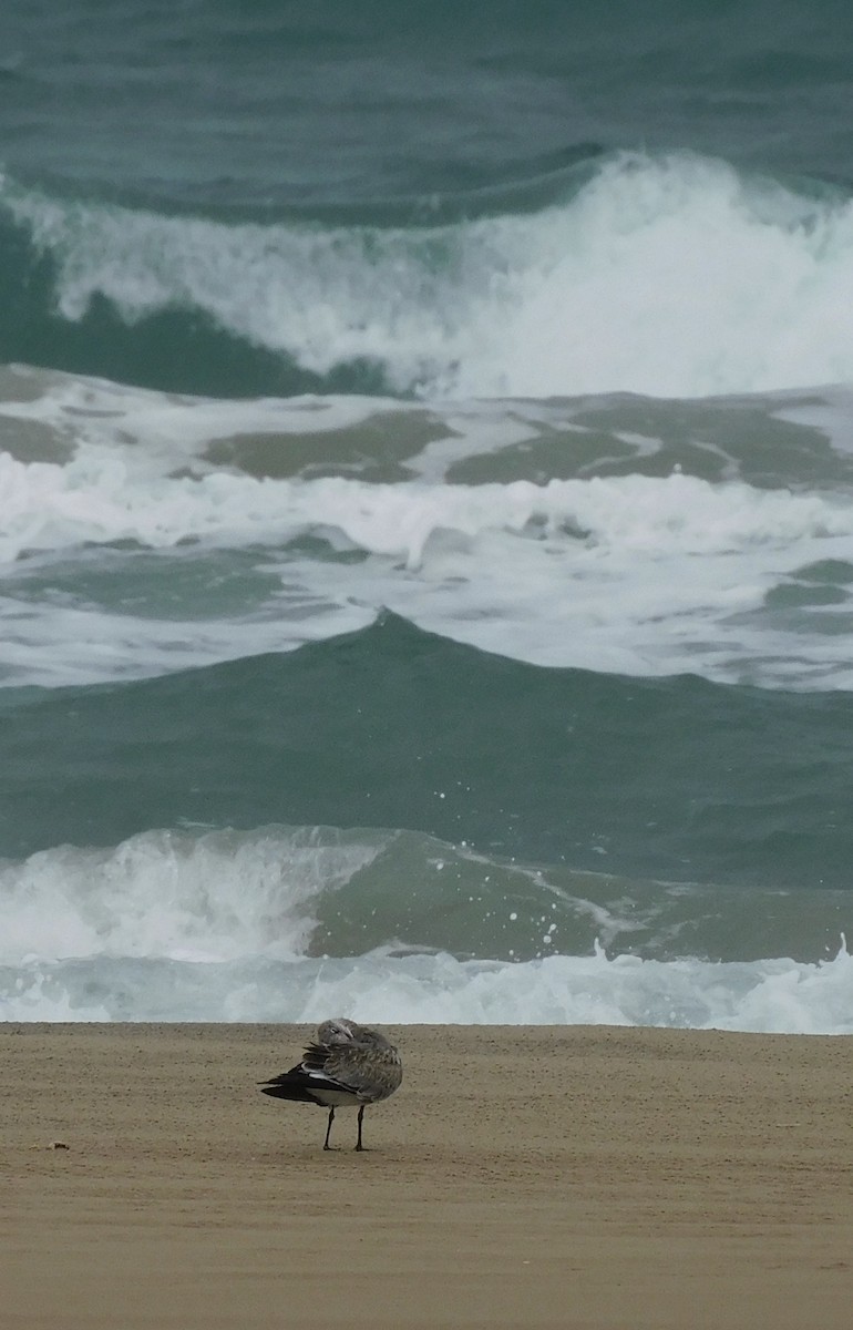 Laughing Gull - ML642081358