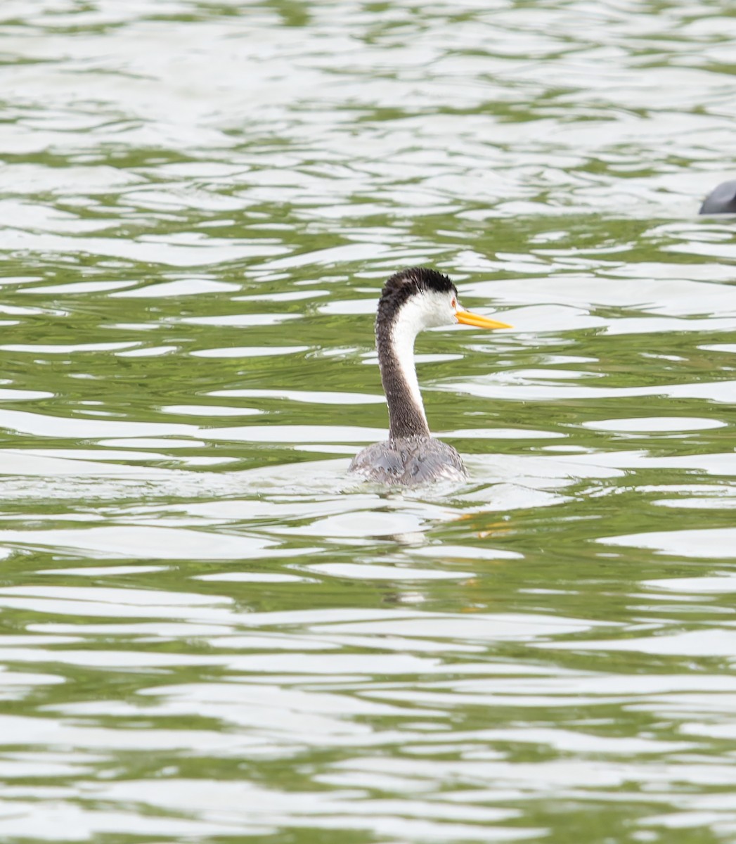 Clark's Grebe - ML642081375